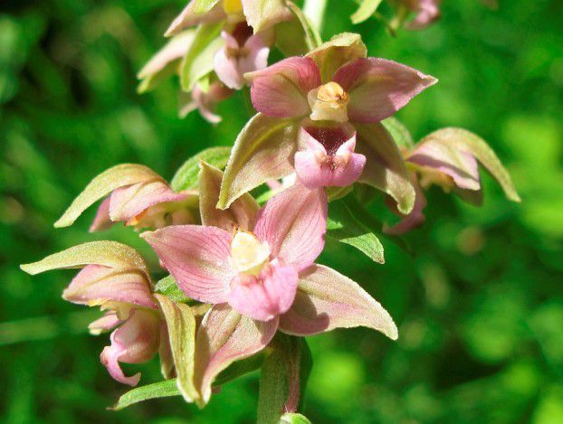 Kaum zu glauben;: Diese schöne Orchidee, der Breitblätttrige Stendelwurz, kommt überall im Gemeinmdegebiet und sogar entlang der Allee im Gemeindezentrum vor. (Foto: Werner Hessel)