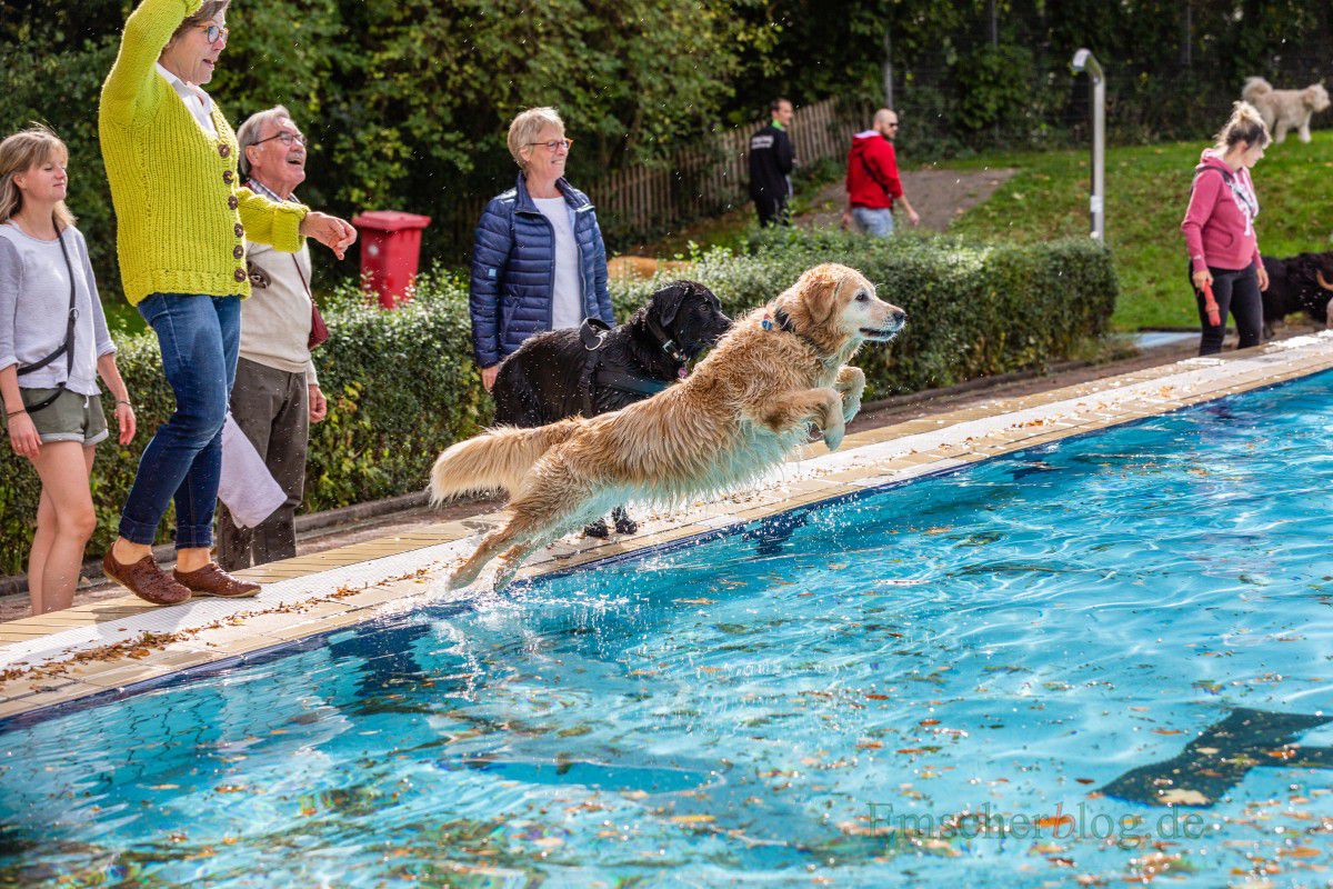 Am kommenden Wochenende findet im Freibad Schöne Flöte wieder das beliebte Hundeschwimmen zum Saisonende statt. In die Fluten stürzen dürfen sich allerdings nur die Vierbeiner. (Foto: P. Gräber - Emscherblog.de)