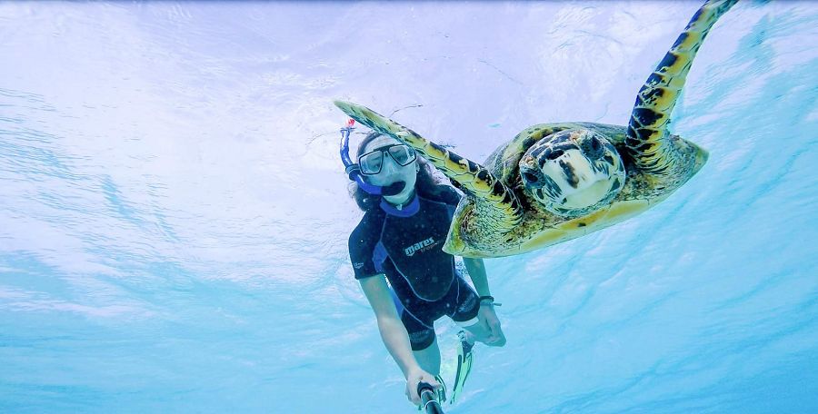 Für Mara das absolute Highlight: Tauchen mit einer Schildkröte auf den Malediven. (Foto: Urlaubsguru - Mara Molitor)