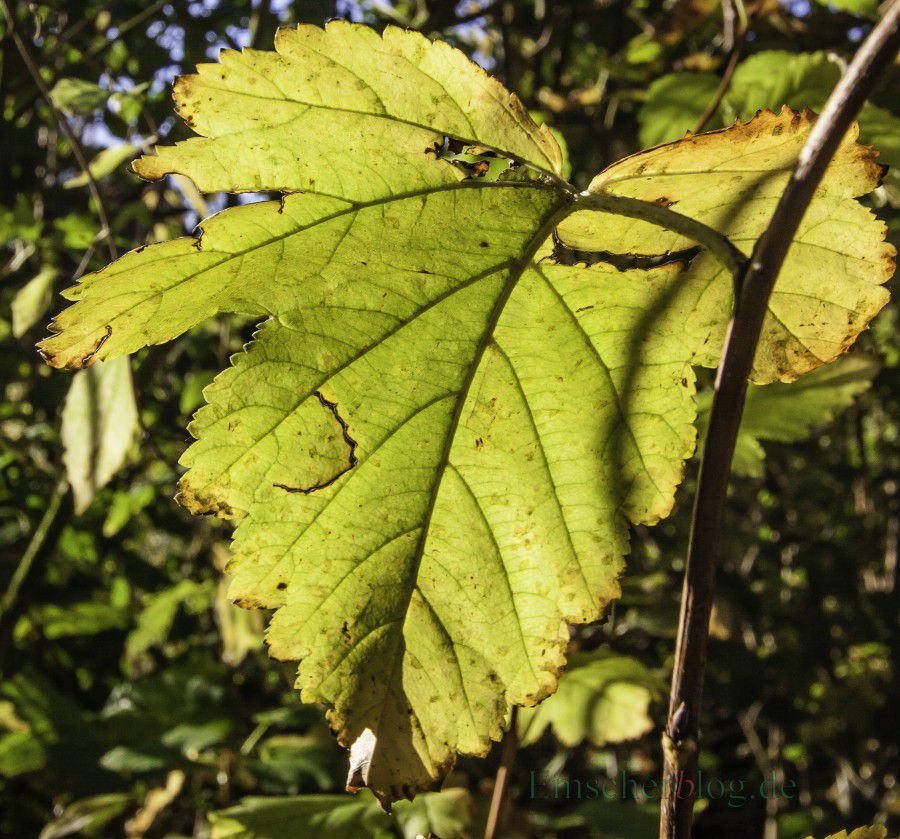 Blätter Laub, (P. Gräber - Emscherblog.de)