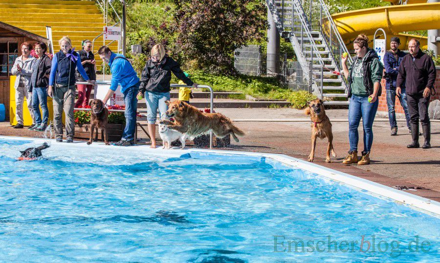 Nach dem offiziellen Ende der Freibadsaison kommt sich an diesem Wochenende die Vierbeiner zum großen Schwimmspaß im Holzwickeder Freibad.