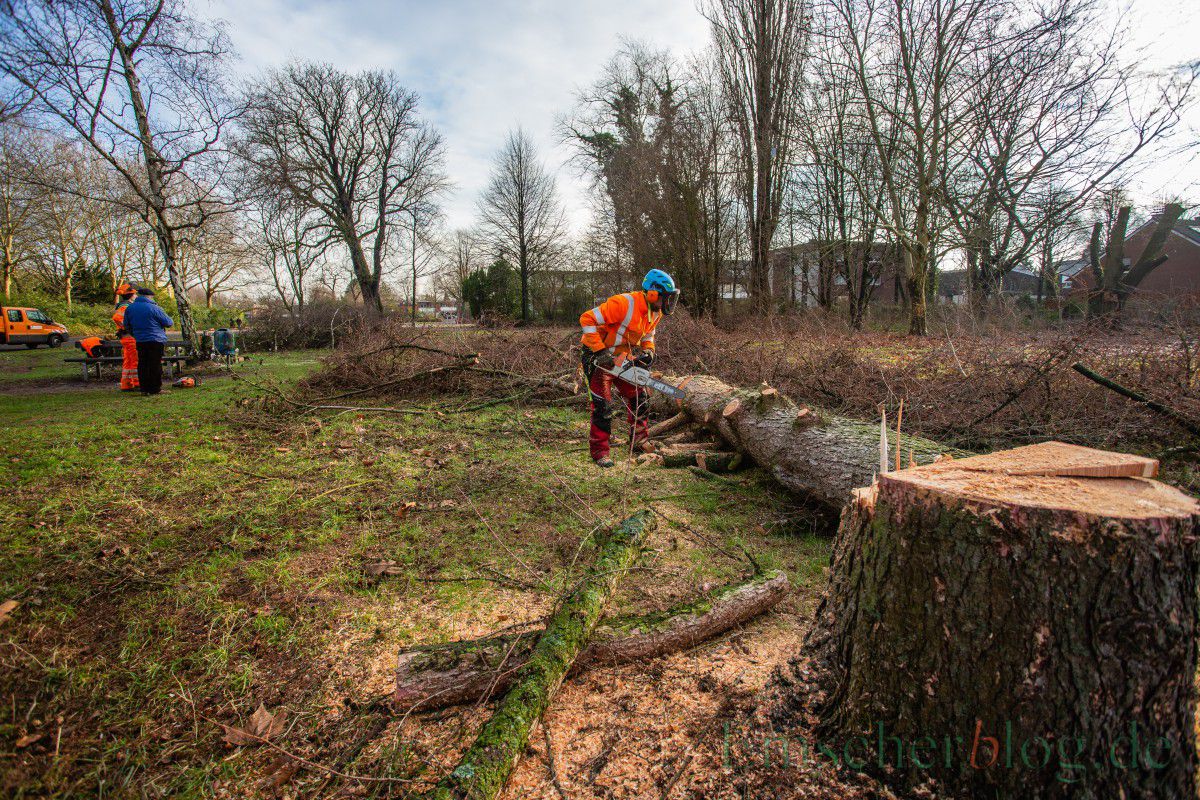 Die sechs Bäume im Baufeld der geplanten Kindertagesstätte im Emscherpark sind heute gefällt worden. (Foto: P. Gräber - Emscherblog.de)