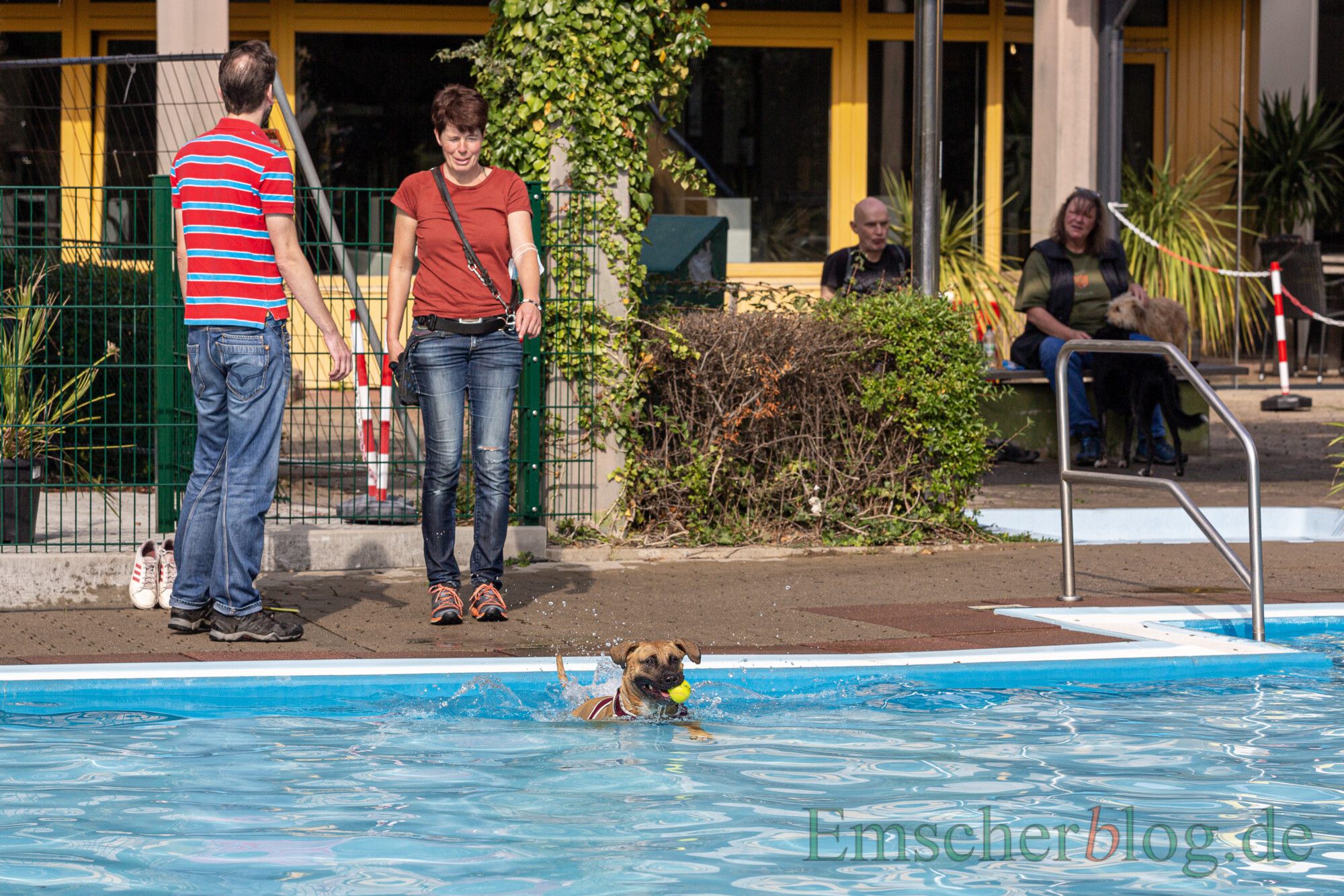 Am Wochenende hatten die Vierbeiner ihren Spaß beim traditionellen Hundeschwimmen zum Saisonabschluss im Freibad Schöne Flöte. (Foto: P. Gräber - Emscherblog)