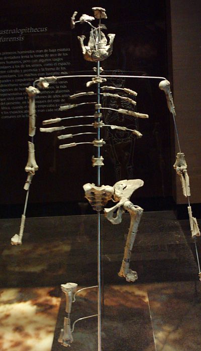 Weltberühmt: das Skelett "Lucy" ein ein Australopithecus afarensis. (Foto: Wikipdia by CC BY-SA 3.0 DE)