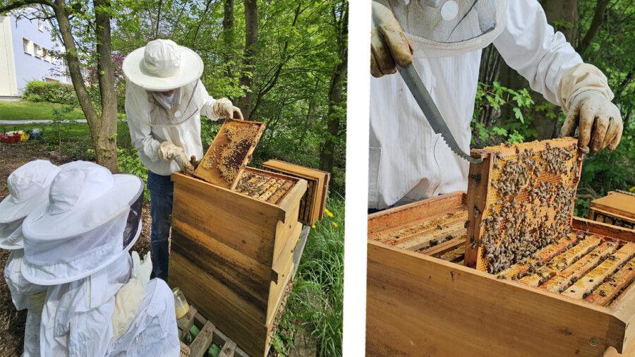 Die beidne Bienenvölker der Paul-Gerhardt-Schule gedeihen prächtig. Eine erste Ernte von etwa 30 kg Honig aus beiden Völkern ist größer als erwartet. Die Bilder zeigen Schulleiter Magnus Krämer mit Kindern bei der Ernte. (Foto: privat)