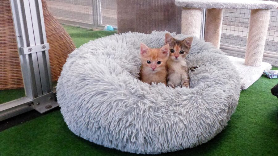 Die beiden am 23. August geborenen Katzenkinder Mario und Peach suchen ein neues Zuhause. (Foto: Tierheim Kreis Unna)