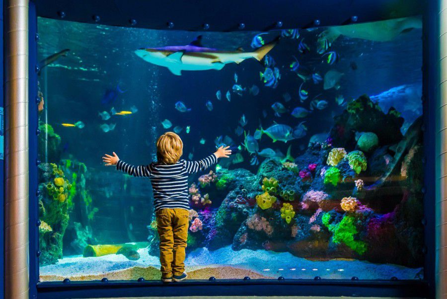 Im Sea Life Oberhausen können große und kleine Besuchern auch ein Unterwasser-Panorama bestaunen. (Foto: Sea Life)