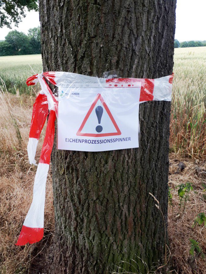 Bekannte Standorte der Raupen des Eichenprozessionsspinners werden entweder sofort beseitigt oder markiert von der Gemeinde, (Foto: Gemeinde Holzwickede)