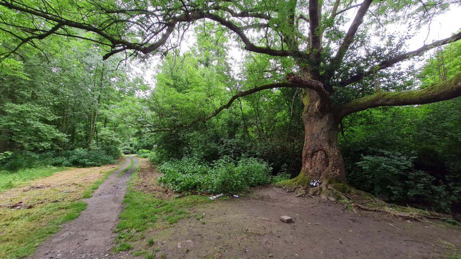 Unter diesem Baum an der Emscher südlich des Hofes Dudenroth treffen sich seit Generationen Holzwickeder Jugendliche. (Foto: P. Gräber - Emscherblog)