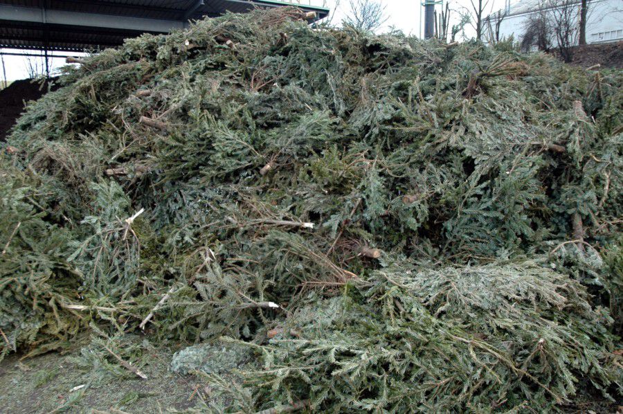 Das Schicksal eines Weihnachtsbaumes im Kreis Unna: die eingesammelten Bäume werden im Kompostwerk der GWA geschreddert und zu gütegeprüftem Kompost verarbeitet. (Foto: GWA Kreis Unna)
