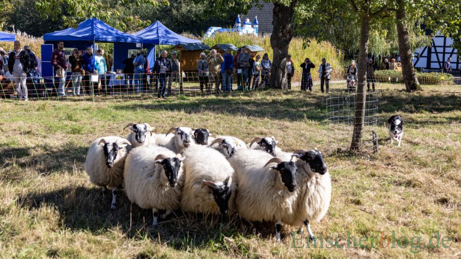 Für die Scottish Blackface-Schafe am Emscherquellhof - hier beim Quellfest - gibt es eine besondere Lauschempfehlung der Emschergenossenschaft. (Foto: P. Gräber - Emscherblog)
