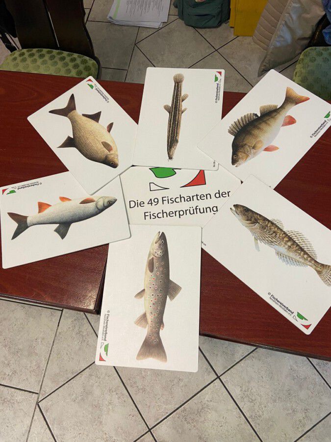 Die Bildkarten zeigen Fische, die benannt werden müssen. (Foto: Nicole Drawe – Kreis Unna)
