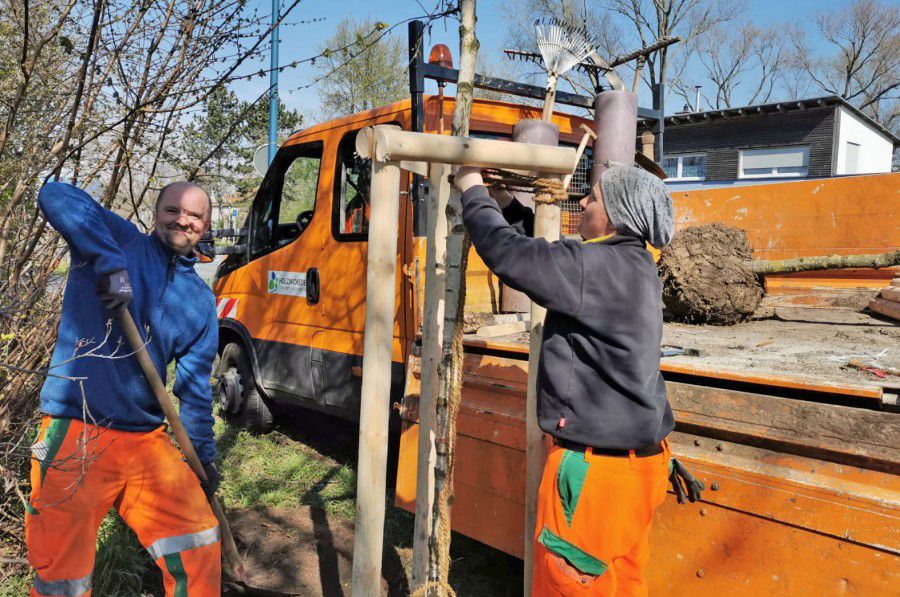 Die Mitarbeiter des Baubetriebshofes pflanzen in dieser und der nächsten Woche insgesamt 53 neue Bäume im Gemeindegebiet an. (Foto: Gemeinde Holzwickede)
