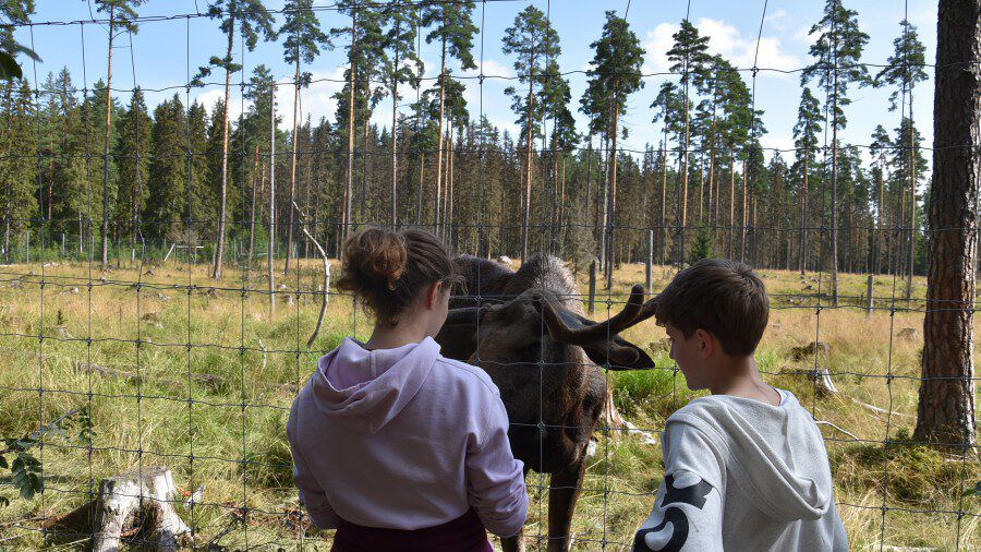 Bei der Schwedenfreizeit im Jahr 2019 durften auch Elche bestaunt und gestreichelt werden. (Foto: Ev. Jugend)