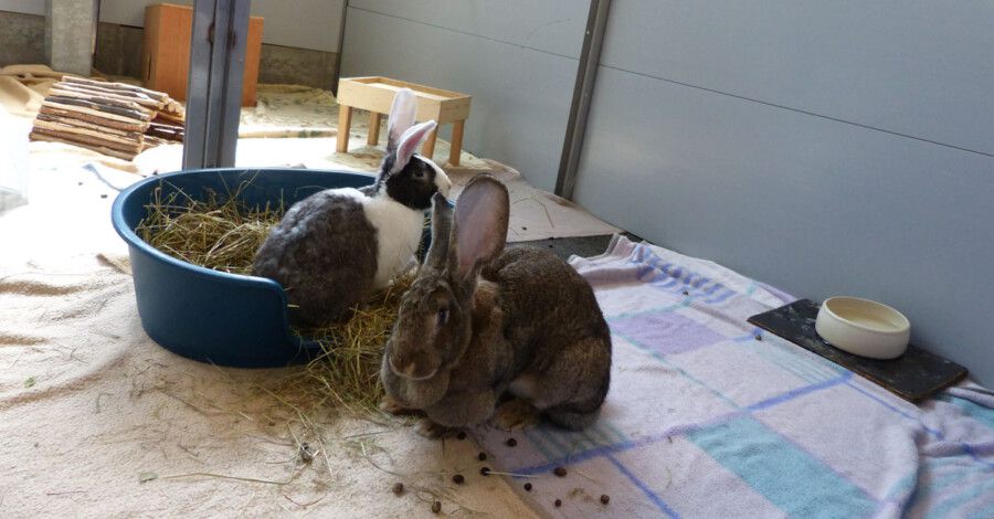 Die Hasen Semmel und Knödel suchen ein Zuhause. (Foto: Kreis-.Tierheim)