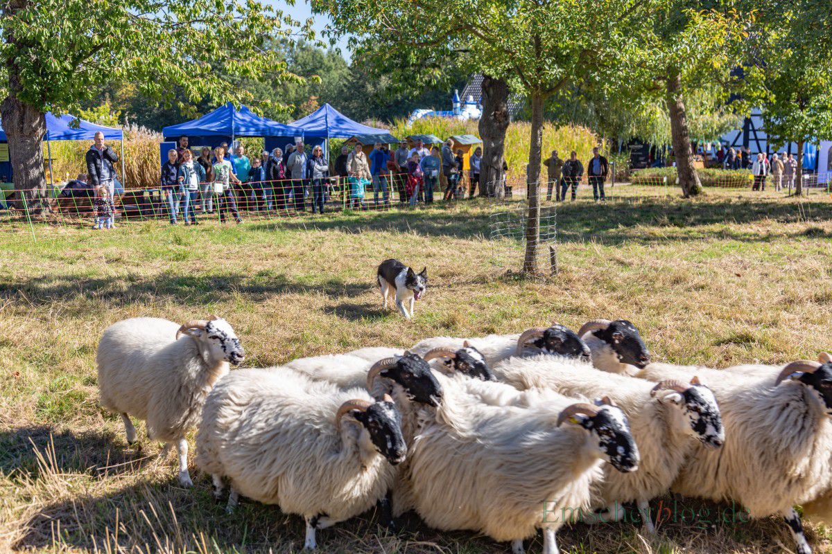 Beim Herbstfest auf dem Emscherquellhof konnten die Besucher auch einen Hütehund bei der Arbeit mit einer Schafherde beobachten. (Foto: P. Gräber - Emscherblog.de)