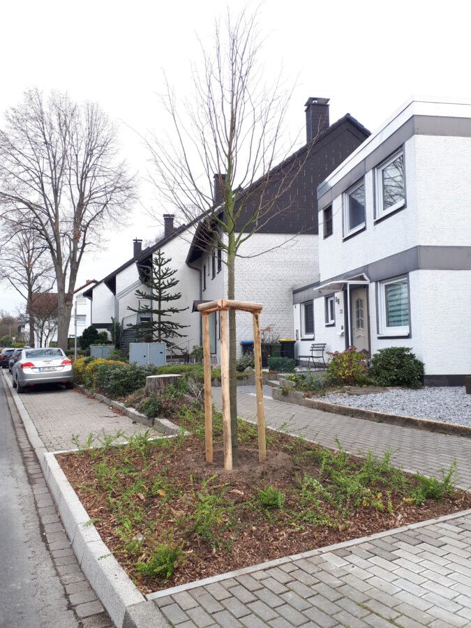 Noch ist sie kein vollwertiger Ersatz für die gefällte Vorgängerin: Die neu gepflanzte Linde in der Goethestraße hat auch gleich eine größere Baumscheibe erhalten.. (Foto: Gemeinde Holzwickede)