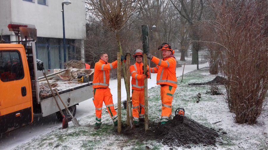 Die Mitarbeiter des Baubetriebshofes sind derzeit dabei, insgesamt 46 neue Bäume im Gemeindegebiet zu pflanzen. (Foto: Gemeinde Holzwickede)