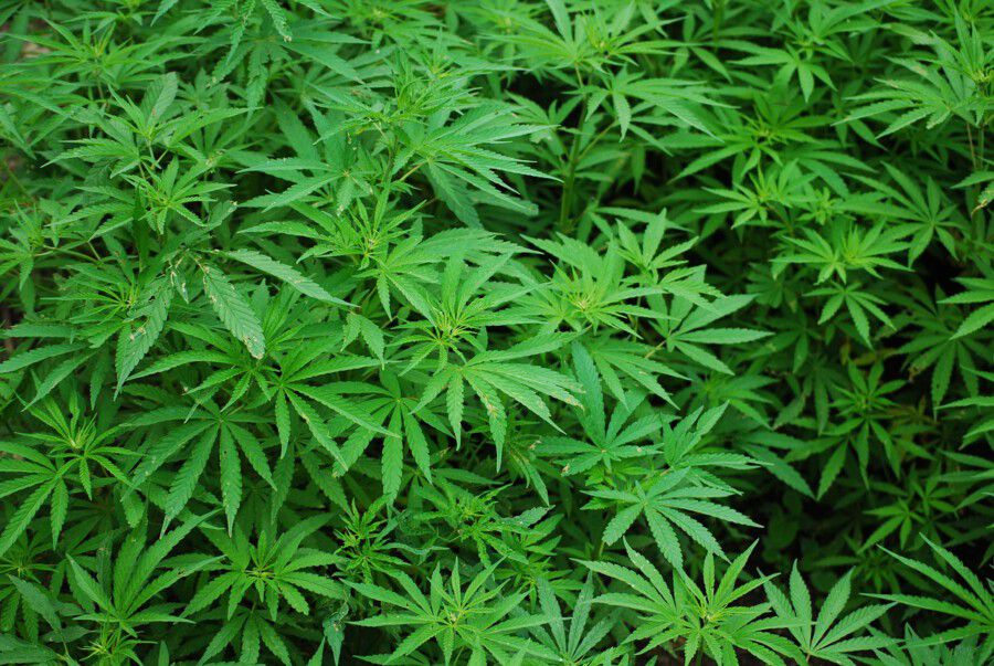 Die Polizei entdeckte ion einer Wohnung in Holzwickede eine Cannabis-Plantage. (Symbolfoto: Pixabay.de)