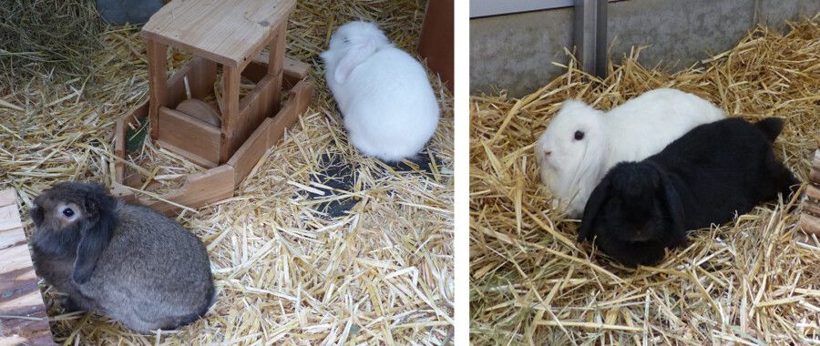 Die Kaninchenpaare Monty und Ivy (re.) und Maghira und Baitida (li.) suchen ein neues Zuhause. (Foto: Tierheim)