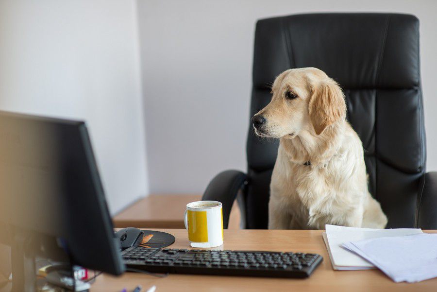 Viele Unternehmen erlauben mittlerweile Hunde am Arbeitsplatz. (Foto: UNIQ)