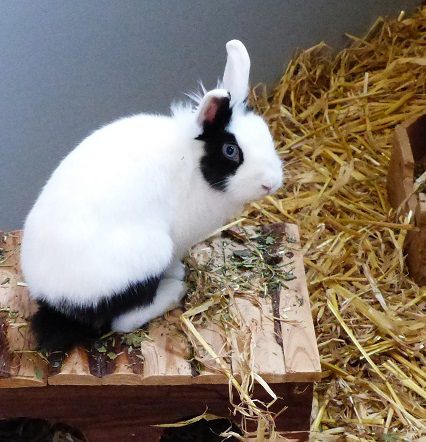 Sucht ein liebevolles neues Zuhause: die Kaninchendame Ahsoka. (Foto: Tierheim Kreis Unna)