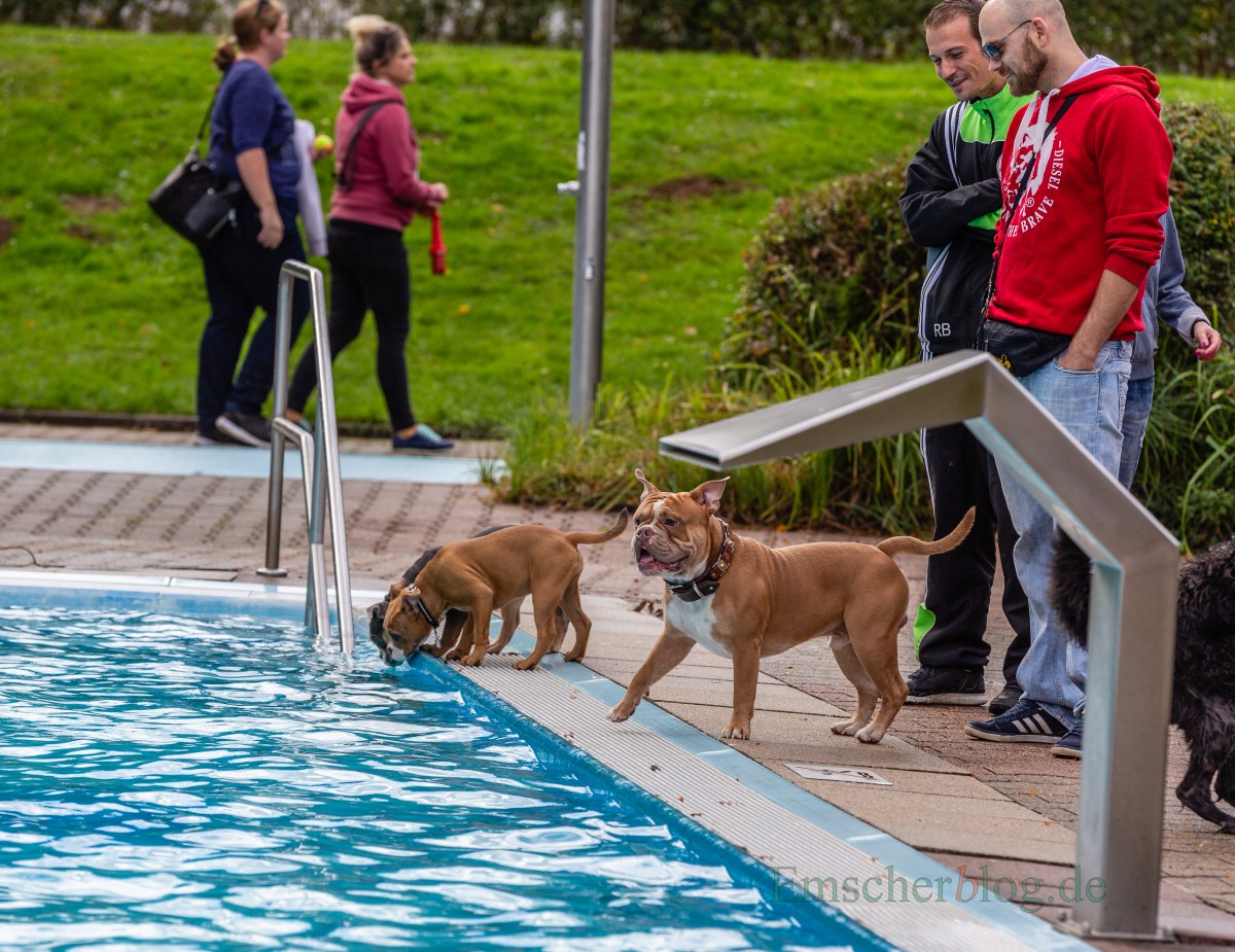 Hundehalter aus Nah und Fern trafen sich am Wochenende zum Hundeschwimmen im Freibad Schöne Flöte. (Foto: P. Gräber - Emscherblog.de)