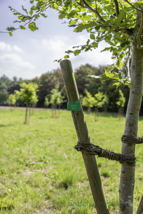 Im Bürgerwald am Oelpfad sind etliche Bäume der Trockenheit zum Opfer gefallen. Die Grünen wollen jetzt etwas dagegen tun. (Foto: P. Gräber - Emscherblog) 