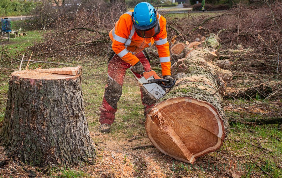 Bäume und Gehölze dürfen nur noch bis Ende des Monats beschnitten werden. (Foto: P. Gräber - Emscherblog)