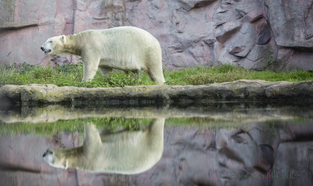 Der DRK Kreisverband lädt ein: Der Eisbär und viele weitere Tiere können im Gelsenkirchener ZOOM hautnah erlebt werden. (Foto: P. Gräber - Emscherblog)