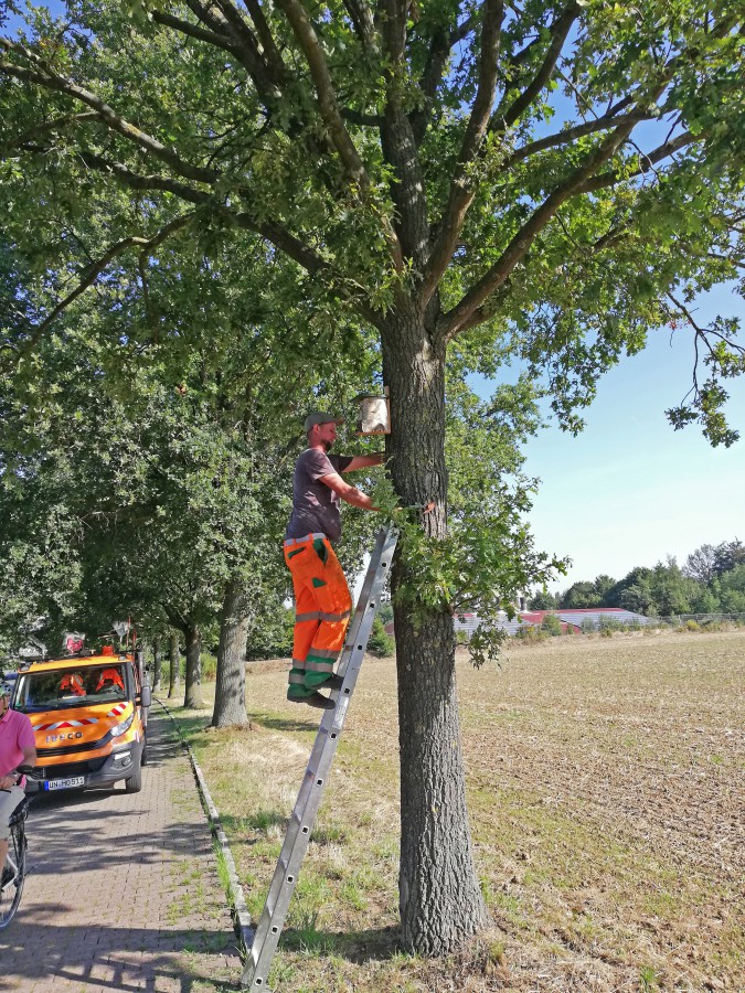 Mitarbeiter des Baubetriebshofes haben heute 30 Vogelnistkästen am Oelpfad und der Talstraße aufgehängt. (Foto: Gemeinde Holzwickede)