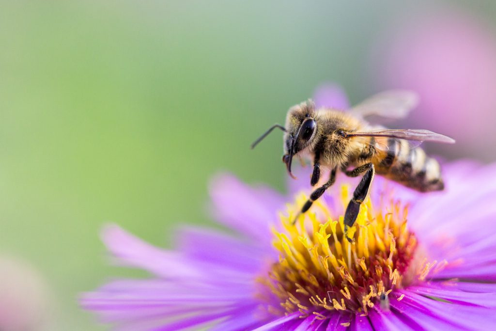 Im Frühjahr 2014 wurden am Dortmunder Flughafen drei Bienenvölker angesiedelt. (Symbolbild: Andreas Breitling - Pixabay) 