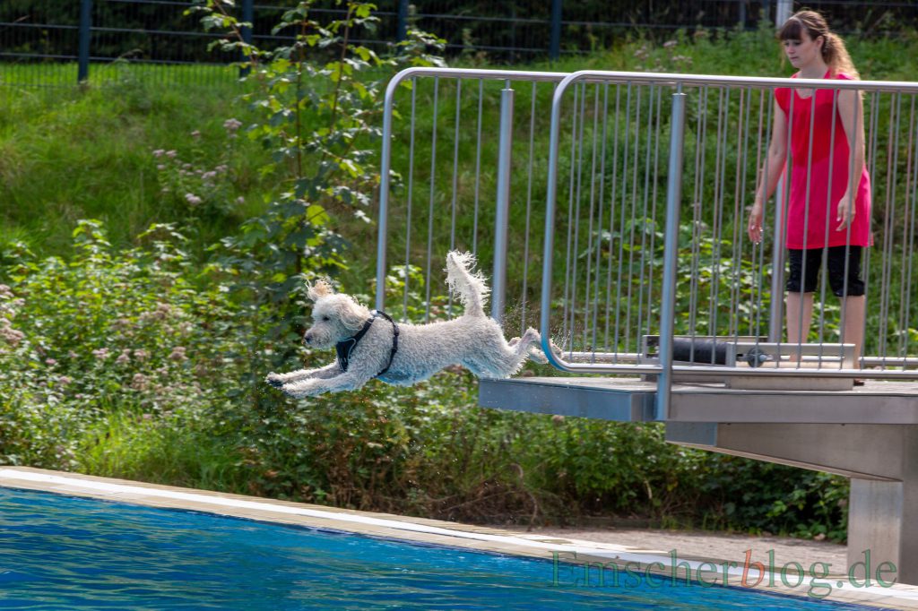 Beim Hundeschwimmen im Freibad Schöne Flöte waren manche Vierbeiner auf der Jagd nach dem Ball oder Schwimmtier kaum zu bremsen.  (Foto: P. Gräber - Emscherblog.de)