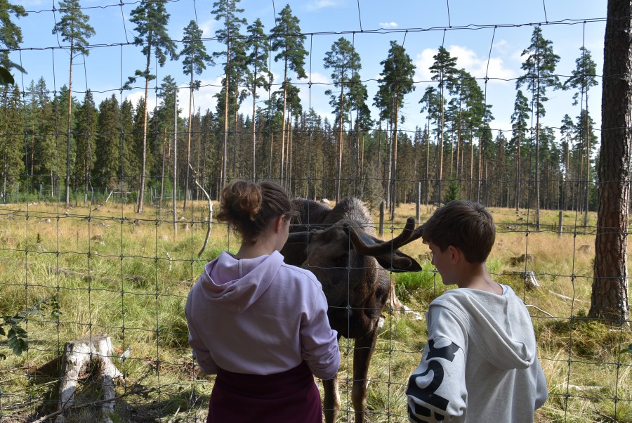 Im Sommer lädt die Ev. Jugend wieder zu einer Schwedenfreizeit ein: Auch eine Elch-Tour darf dann im Programm nicht fehlen. (Foto: Ev. Jugend)