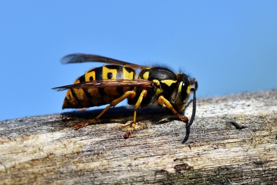 Wespen können eine ziemliche Plage im Sommer werden. Die Untere Landschaftsbehörde appelliert trotzdem auf die "chemische Keule" zu verzichten und gibt Tipps zum Umgang mit den Plagegeistern.  (Foto: Pixabay)  