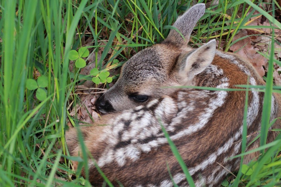 Rehkitze sowie anderes junges Wild sollten Spaziergänger auf keinen Fall anfassen, rät der Dietrioch Junge, Jagdberater des Kreises. (Foto: Sacsha Händle - Pixabay.de) 