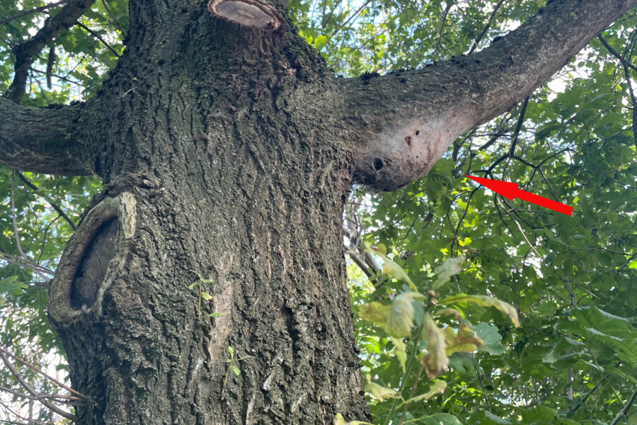 Bedrohliches Nestgespinnst (roter Pfeil) an einer der befallenen Eichen am Schwarzer Weg in Hengsen. (Foto: privat)