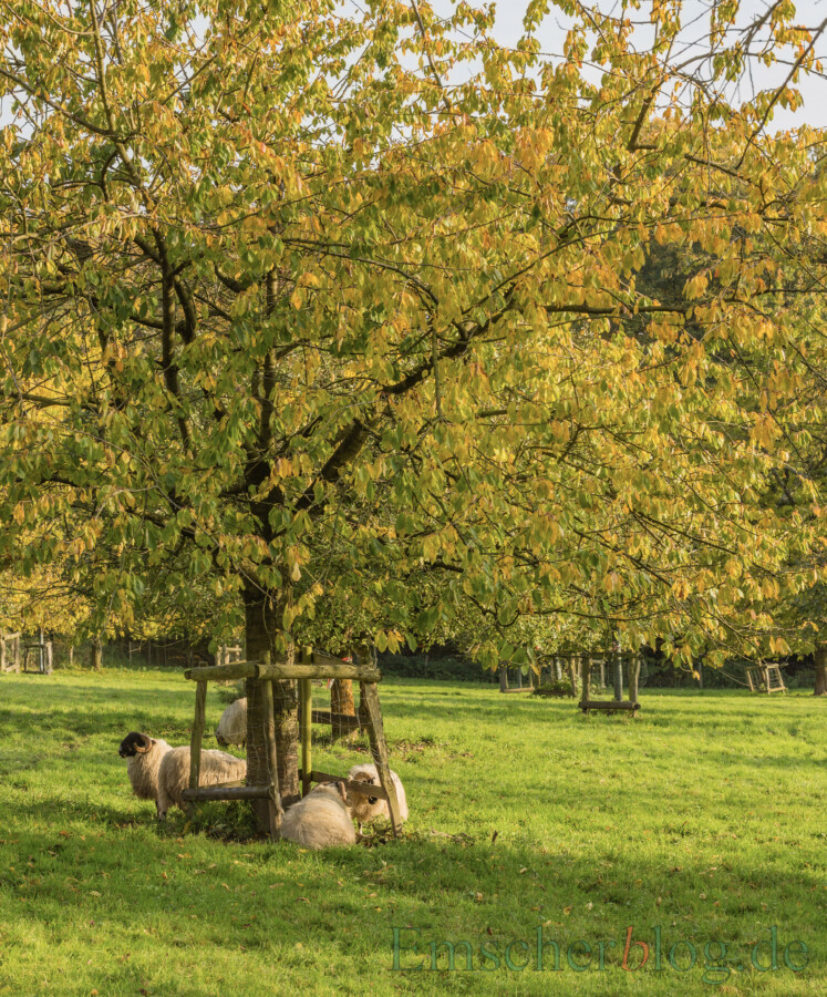 Die Gemeinde Holzwickede hat über 200 Klimabäume an private Grundeigentümer und Hausbesitzer zu verteilen: Obstbaumwiese am Haus Opherdicke. (Foto: P. Gräber - Emscherblog) 