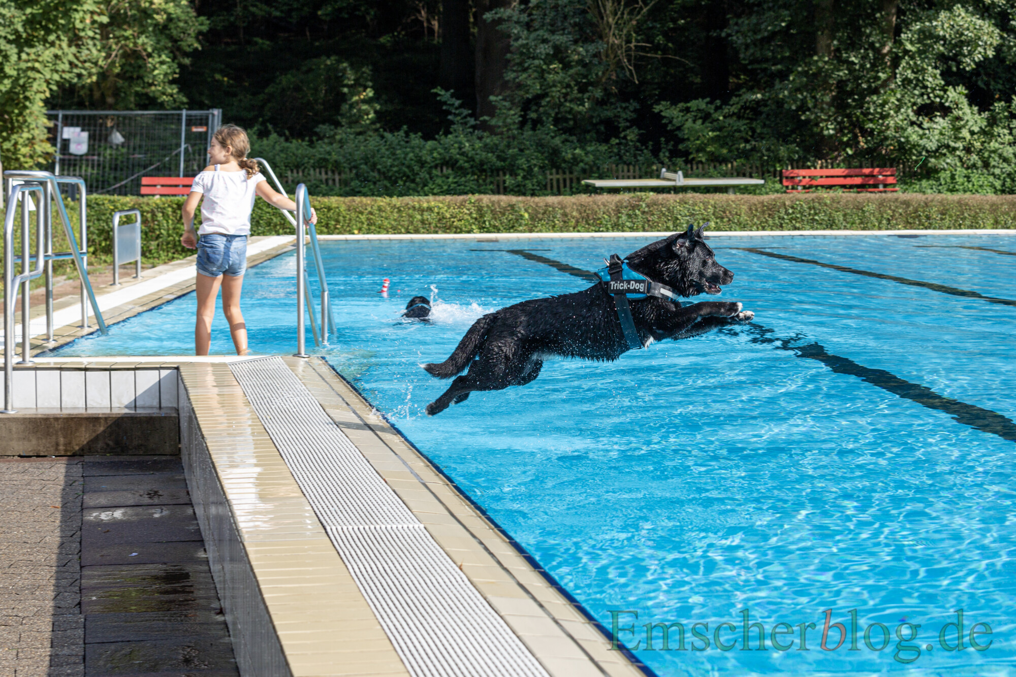 20210918 Hundeschwimmen 19