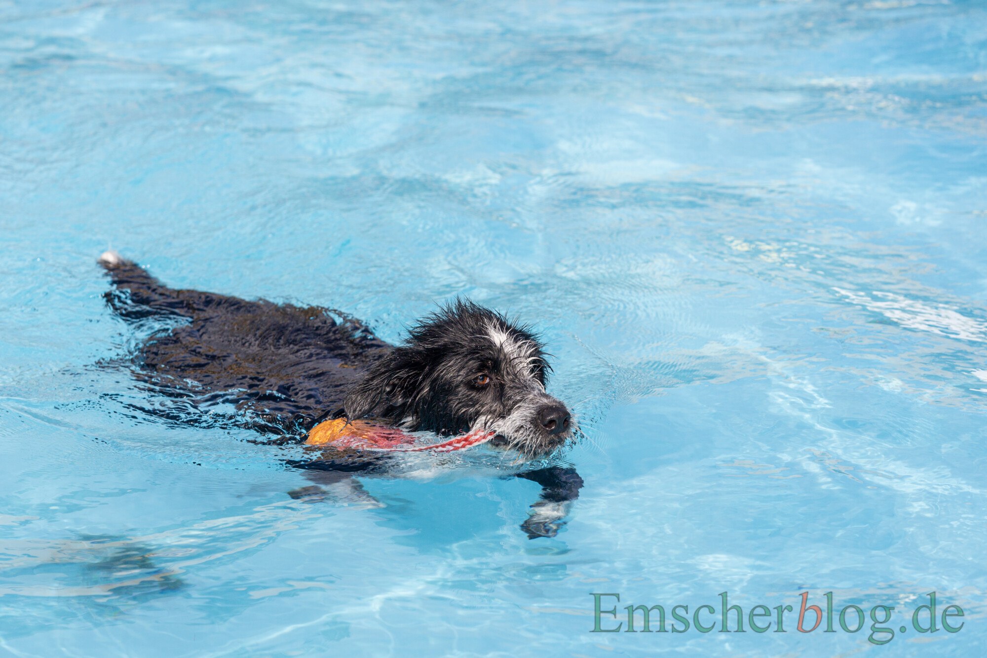 20210918 Hundeschwimmen 3