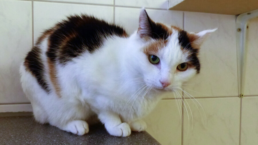 Sucht ein neues Zuhause: Daisy ist eine schüchterne Katze, die im Tierheim durch ihre scheue Art leider zu oft unberücksichtigt bleibt. (Foto: Kreistierheim) 