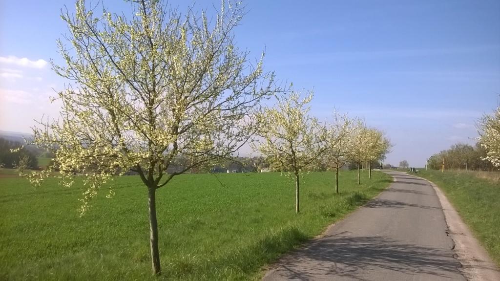  Das Ziel: blühende Obstbaumwiesen im Frühjahr. (Foto: Kreis Unna)