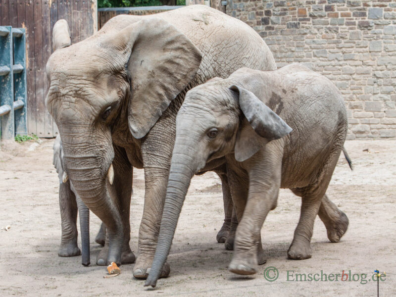 Ferienspaß-Ausflug Köln Zoo. (Foto: P. Gräber - Emscherblog)