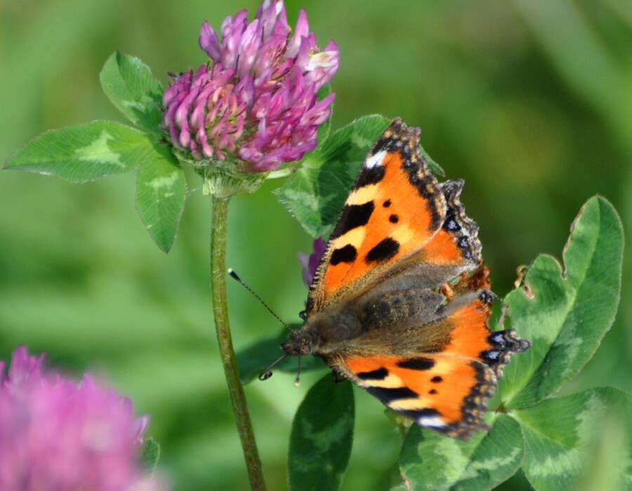 Dieser schöne Schmetterling ernährt sich als Raupe vorwiegend von Brennnesseln und fliegt von März bis Oktober in zwei oder drei Generationen: der Kleine Fuchs. (Foto: Thomas Griesohn-Pflieger) 