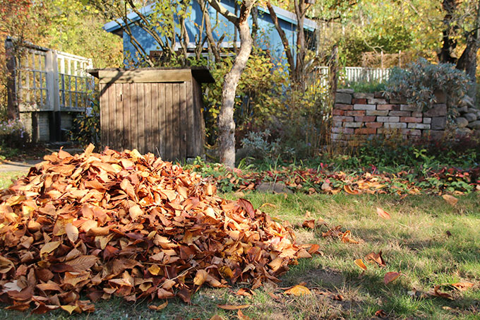 Zusammenharken statt wegblasen: ein Laubhaufen im Herbst. Über einen Zweighaufen verteilt ist das Laub ein gutes Winterversteck für Igel & Co. (Foto: Eric Neuling / NABU) 